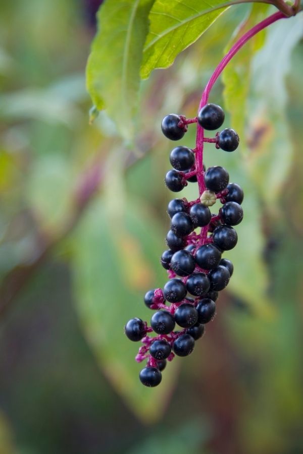 berries hanging from a tree with green leaves