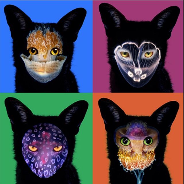 four cats with different colors and patterns on their faces are shown in the same image