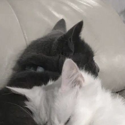 two black and white cats laying on top of a couch next to each other with their eyes closed