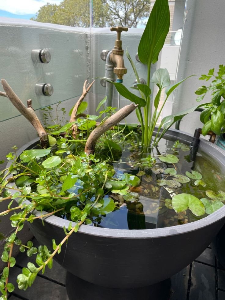 a potted plant with water and plants in it