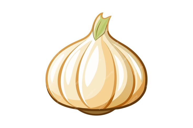 an onion on a white background