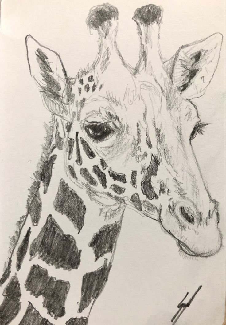 a pencil drawing of a giraffe's head