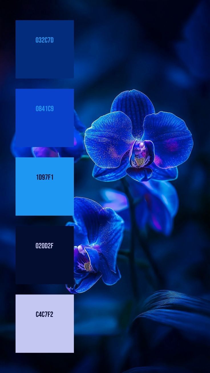 blue orchids in the dark with some color swatches on them to show their meaning