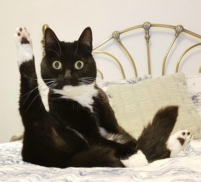 a black and white cat laying on top of a bed with its paws in the air