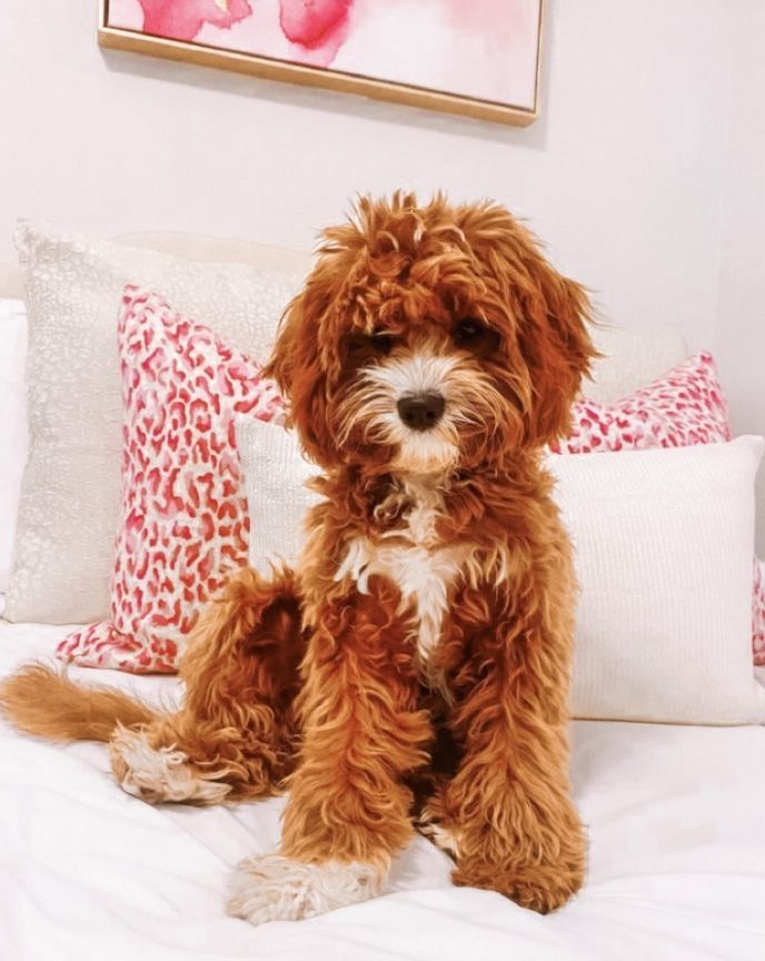 a small brown dog sitting on top of a bed next to pillows and a painting