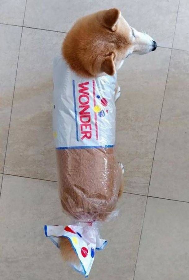 a dog that is wearing a bag on its back