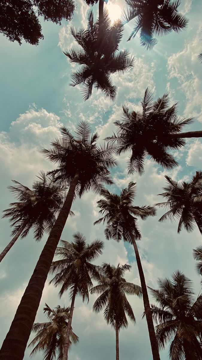 looking up at tall palm trees against a blue sky with white clouds and sun in the background