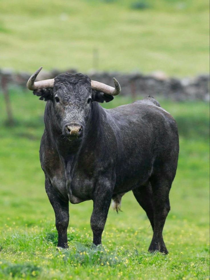 a black bull with large horns standing in the grass