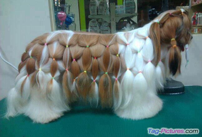 a dog with long hair standing on top of a green table in front of a mirror