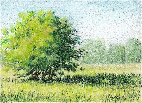 a drawing of a tree in the middle of a field with grass and trees behind it