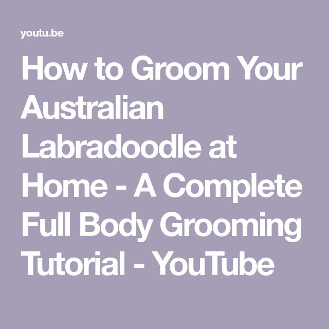 the text how to groom your australian labradordale at home - a complete full body grooming