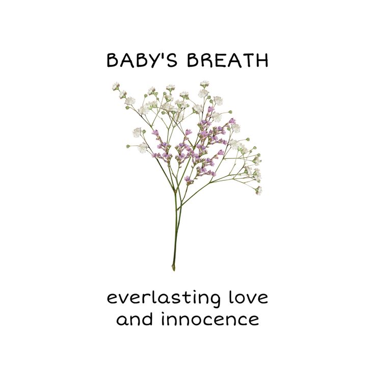 baby's breath with the words everlasting love and inocence on it