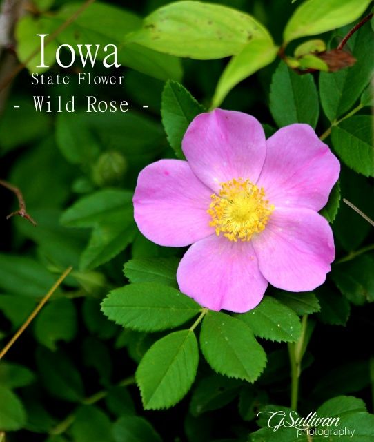 a pink flower with the words iowa state flower - wild rose