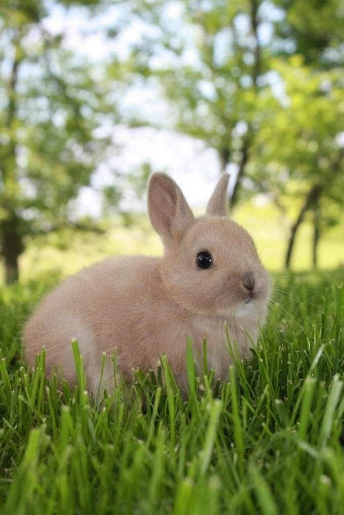 a small rabbit is sitting in the grass