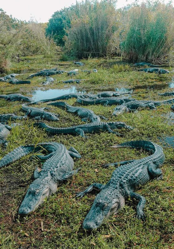 many alligators are laying in the grass