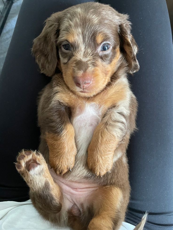 a small puppy sitting on its hind legs