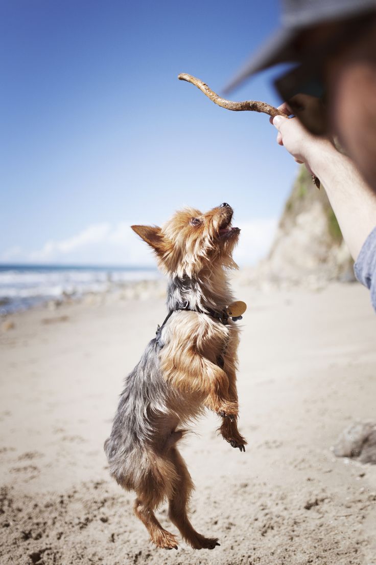 a small dog standing on its hind legs holding a stick in it's mouth