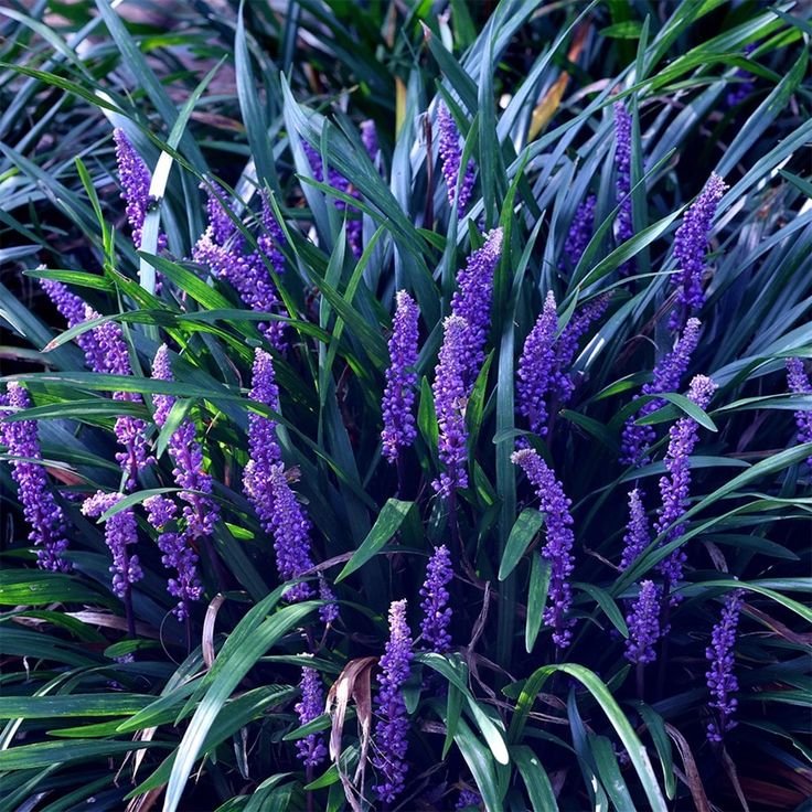 purple flowers are blooming in the grass