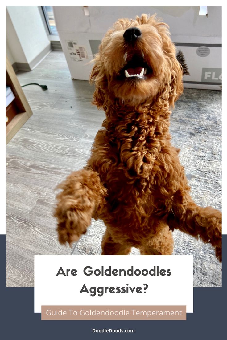 a brown dog standing on its hind legs with the words are goldendoodles aggressive?