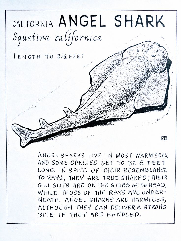 an advertisement for the california angle shark, with information about its origin and features in it