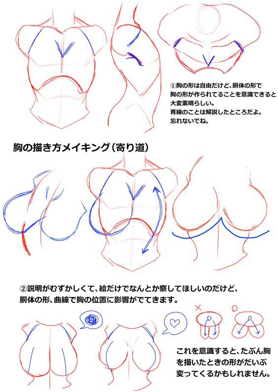 Character Anatomy, Female Anatomy Reference, Drawing Female Body, Body Drawing Tutorial, Human Anatomy Art, Body Reference Drawing, 캐릭터 드로잉, Anatomy Drawing, Figure Drawing Reference