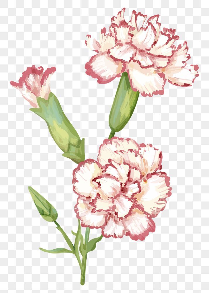 Carnation Flower Illustration, Pink Flower Sticker, Dianthus Caryophyllus, Aesthetic Png, Free Illustration Images, Sticker Png, Hand Images, Carnation Flower, Aesthetic Aesthetic