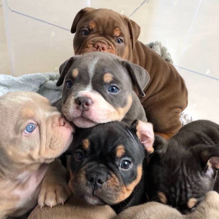 four puppies are laying on top of each other in the middle of a pile