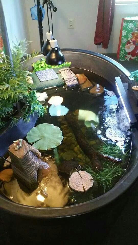 a fish pond filled with lots of water and plants next to a lamp on top of a table