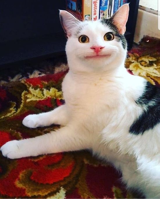 a black and white cat laying on top of a rug next to a book shelf