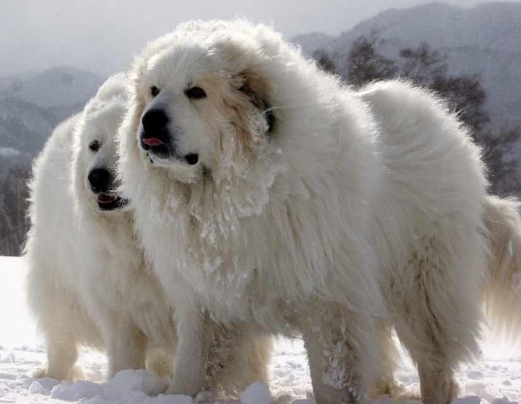 two large white dogs standing in the snow