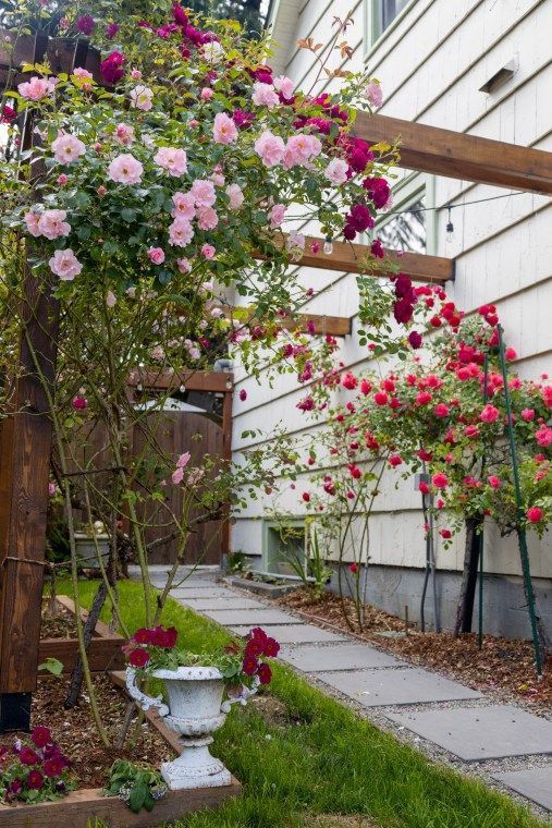 some pink and red flowers in front of a white house with a wooden trellis