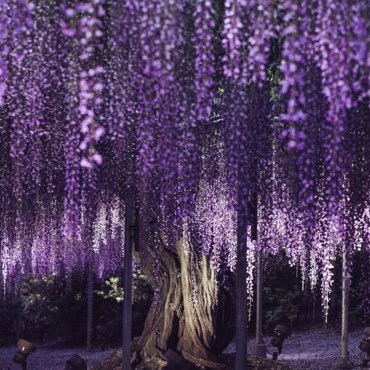 the trees are covered in purple flowers