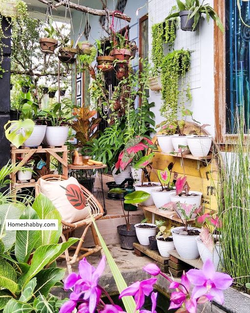 many potted plants are hanging from the ceiling