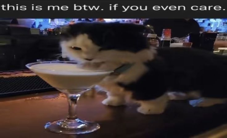 a black and white cat drinking from a martini glass on top of a bar with the caption, this is me btw if you even care