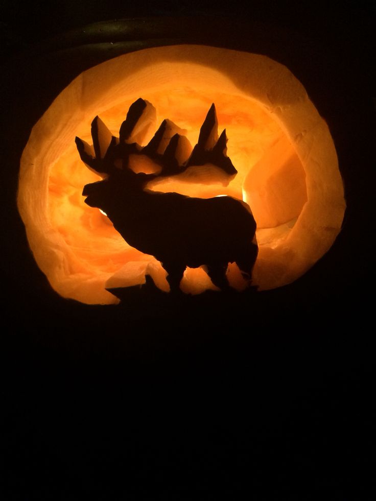 an animal carved into a pumpkin with the shape of a moose on it's back