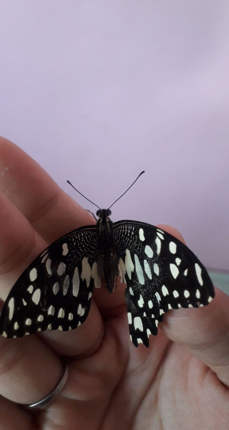 a small black and white butterfly sitting on someone's hand