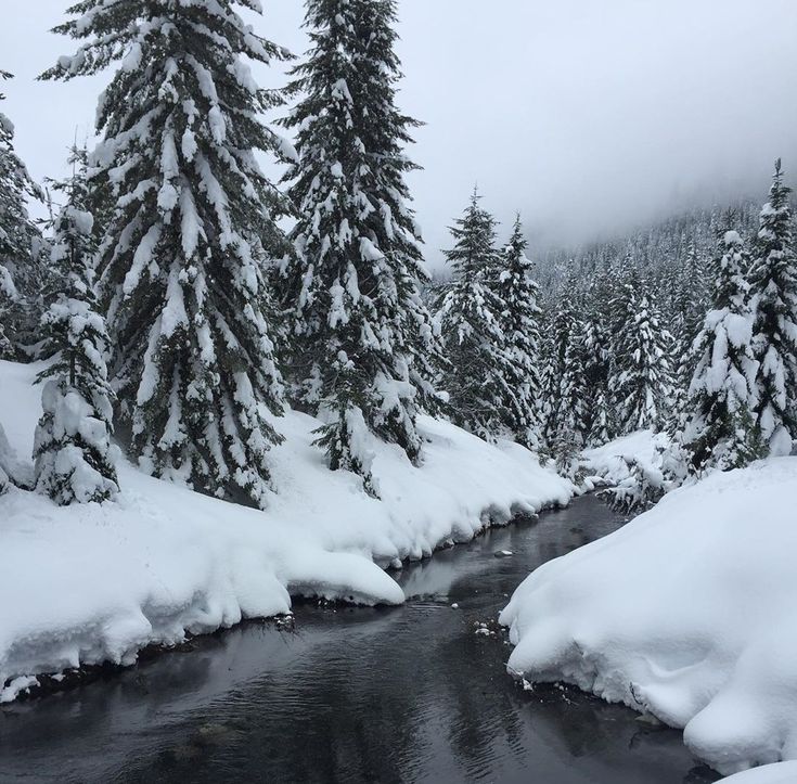 a stream running through a snow covered forest filled with pine trees and evergreens in the background