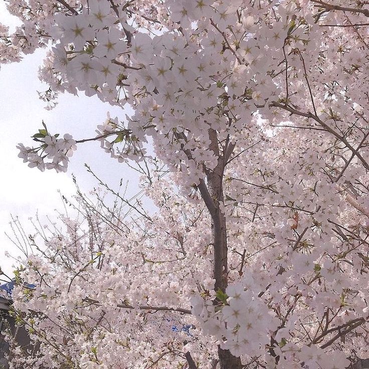 cherry blossoms are blooming on the branches of trees