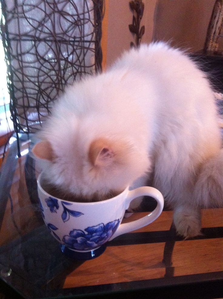 a small white cat drinking out of a cup