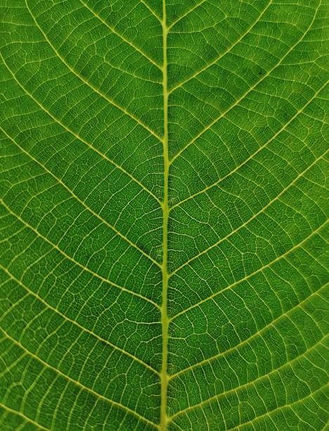 the underside of a green leaf