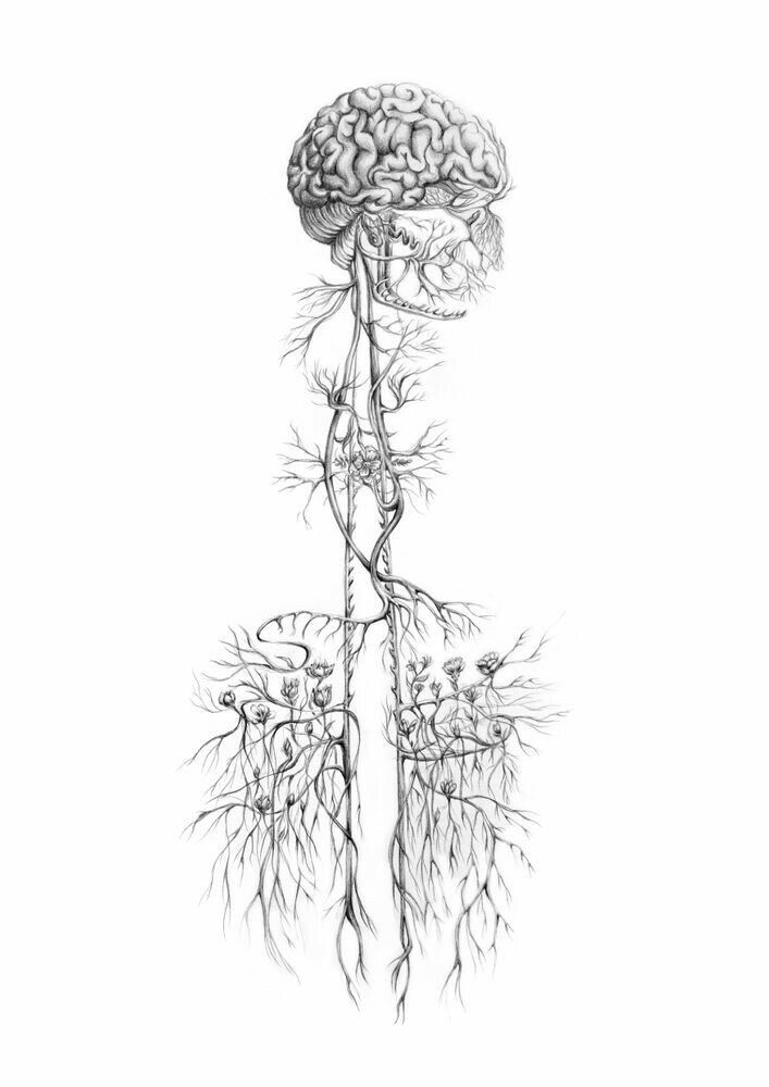 a drawing of the human brain and its branches