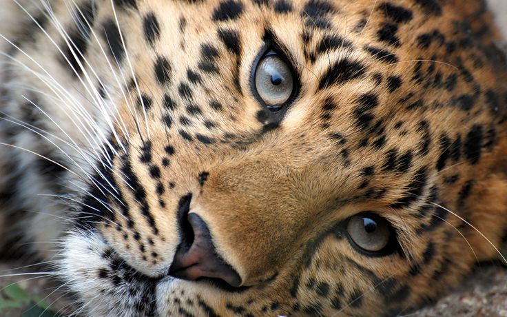 a close up of a leopard laying on the ground with it's eyes open