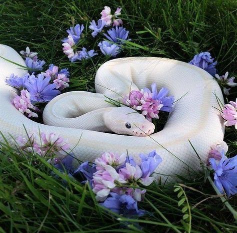 a white snake is curled up in the grass with purple flowers around it's neck