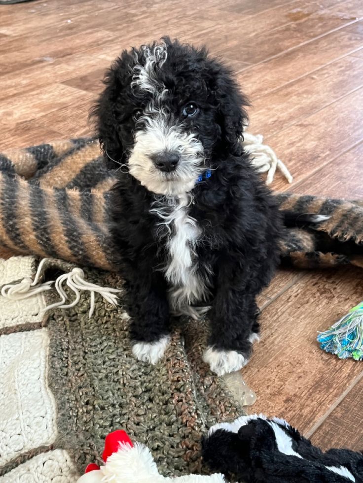 a small black and white dog sitting on top of a wooden floor next to stuffed animals