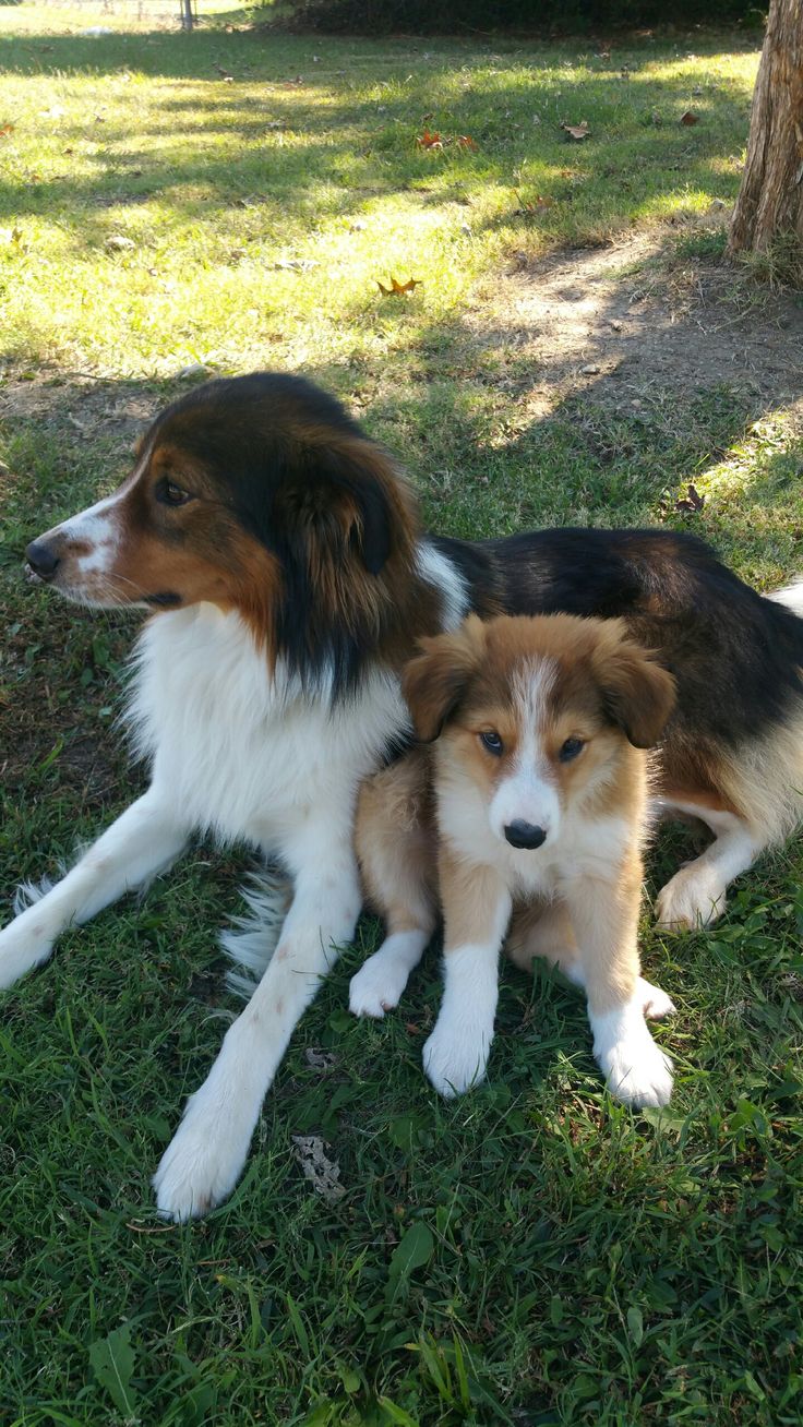 two brown and white dogs laying in the grass next to a tree on a sunny day