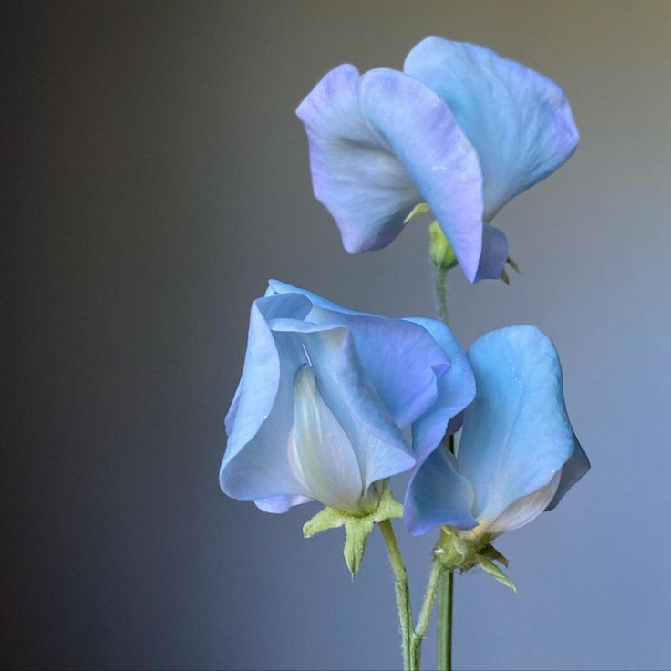 three blue flowers in a vase on a table