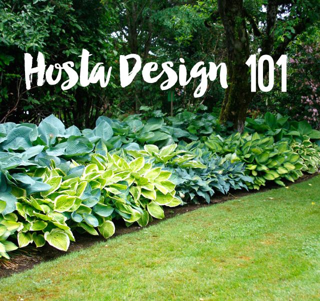 a garden with lots of green plants and trees in the background that says hosta design 101