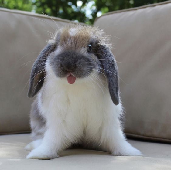 a rabbit sitting on top of a couch with its tongue out and it's mouth open