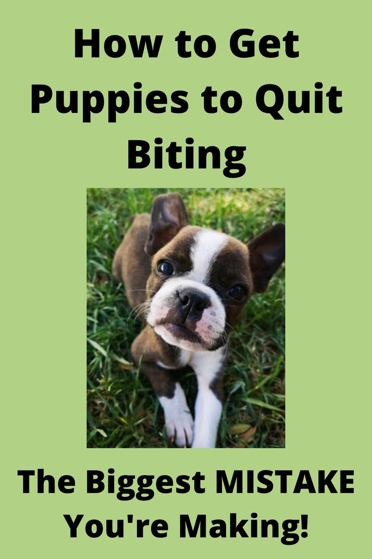 a dog with the words how to get puppies to quitt biting