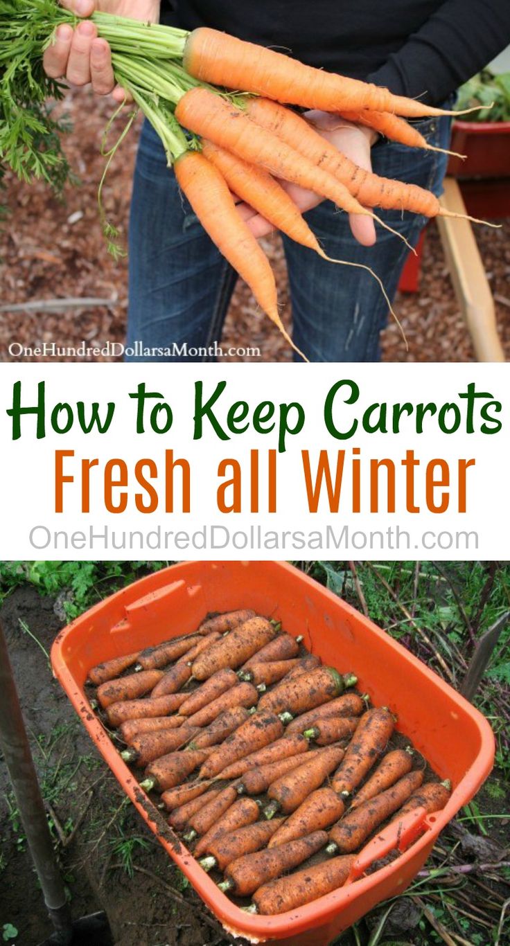 how to keep carrots fresh all winter